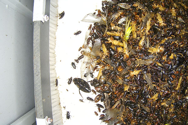 蟲(chóng)情預(yù)警圖片4