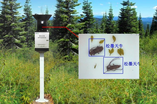 天牛監(jiān)測設(shè)備圖片2