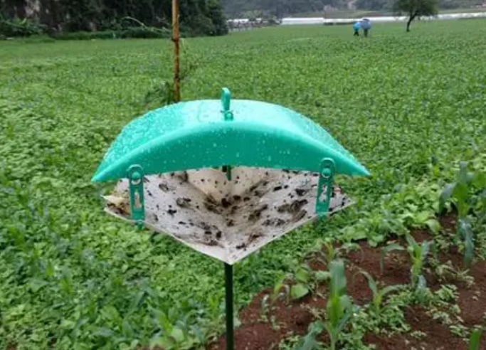 甜菜夜蛾誘捕器圖片